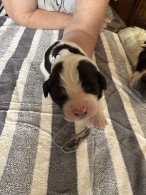 Les chiots de Landseer type continental europeen