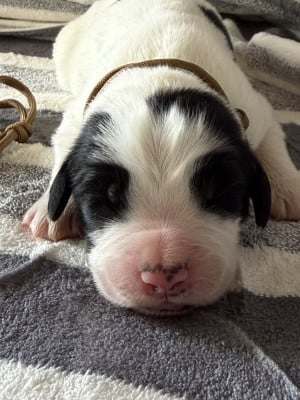 Les chiots de Landseer type continental europeen