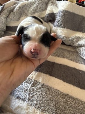 Les chiots de Landseer type continental europeen