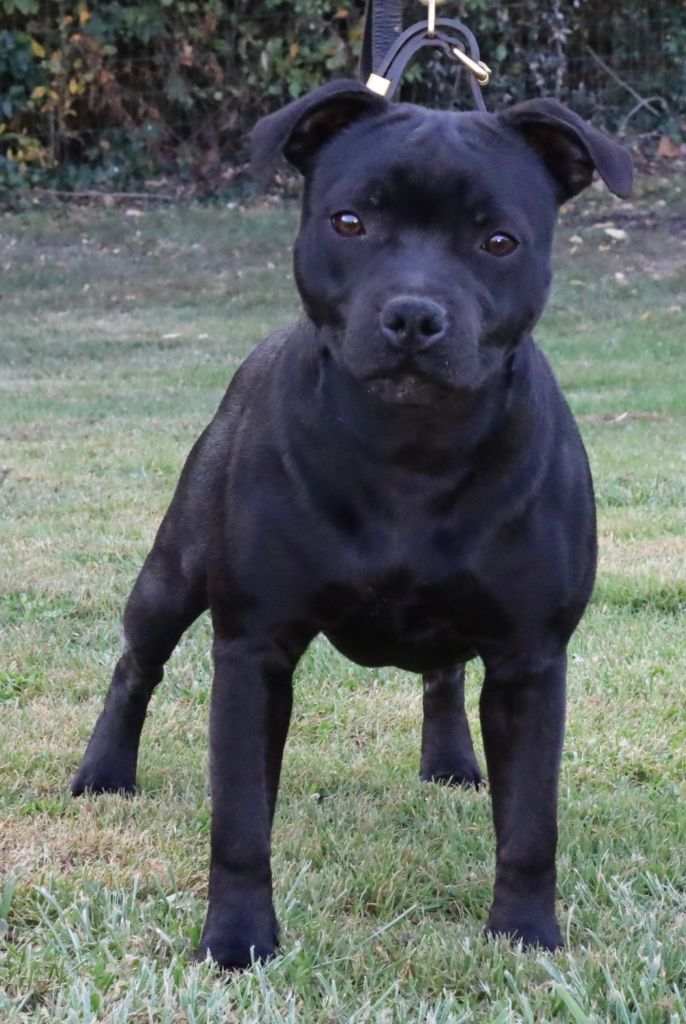 Annunaki of the storm Du Domaine Des Juraires