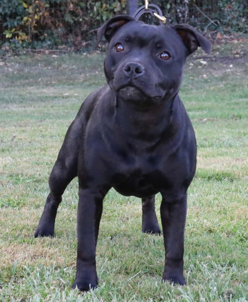 Annunaki of the storm Du Domaine Des Juraires