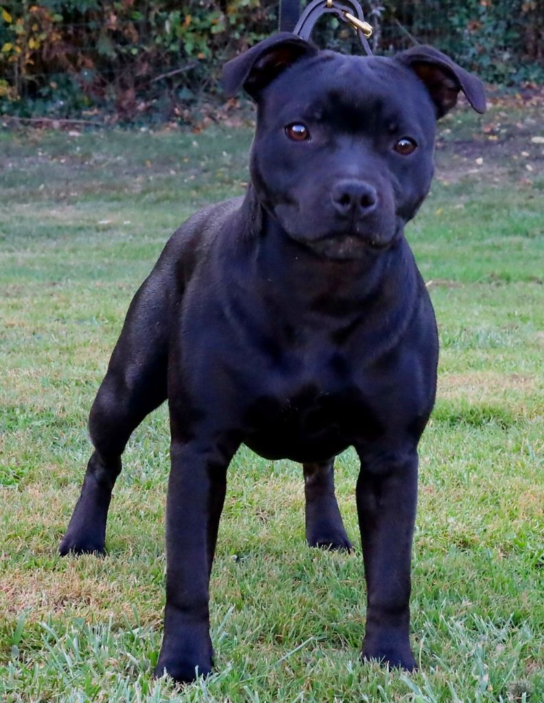 Annunaki of the storm Du Domaine Des Juraires