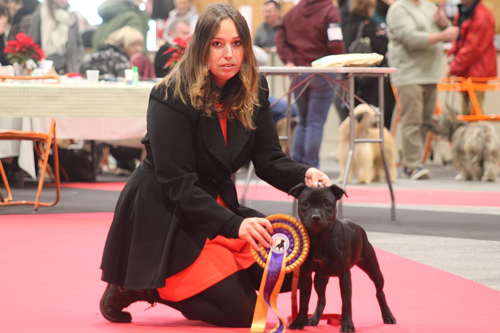 Tara Of Hurricane Stafford - 1er Très Prometteur Meilleurs Puppy