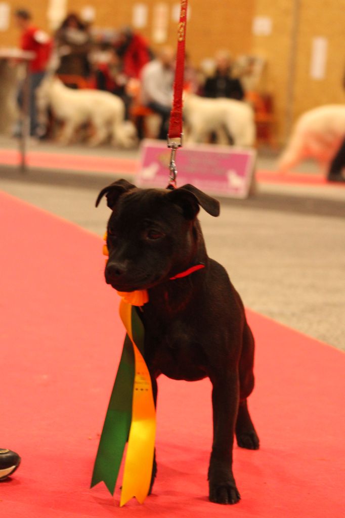 The black flower De Rockstar Dog - 3ème Très Prometteur