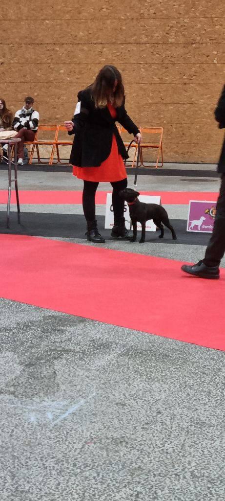 The black flower De Rockstar Dog - 3ème Très Prometteur