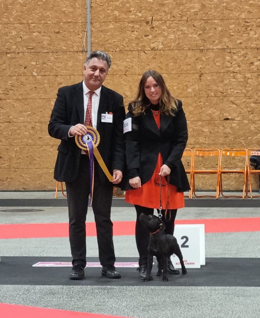 Tara Of Hurricane Stafford - 1er Très Prometteur Meilleurs Puppy