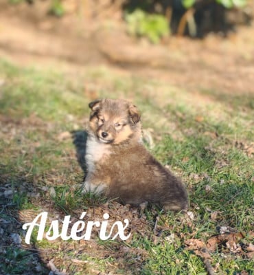 Les chiots de Shetland Sheepdog