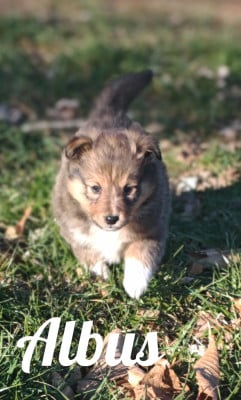 Les chiots de Shetland Sheepdog