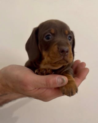 Les chiots de Teckel poil ras