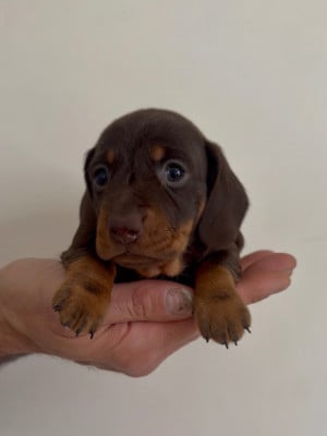 Les chiots de Teckel poil ras