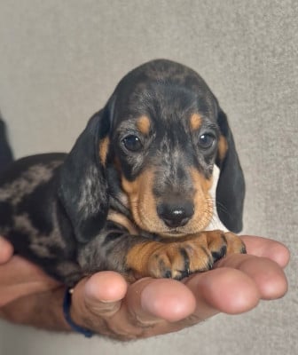 Les chiots de Teckel poil ras