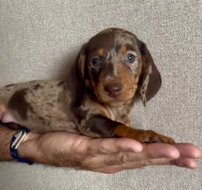 Les chiots de Teckel poil ras