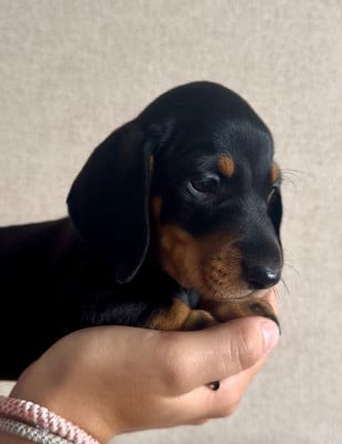 Les chiots de Teckel poil ras