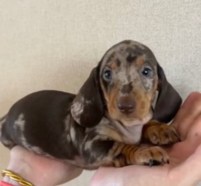 Les chiots de Teckel poil ras
