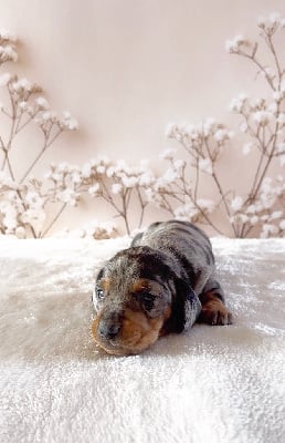 Marquis 2 - Teckel poil ras