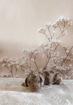 Marquis 3 - Teckel poil ras