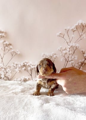 Marquis 1 - Teckel poil ras