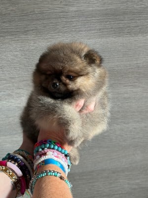 Les chiots de Spitz allemand
