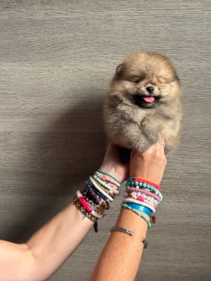 Les chiots de Spitz allemand