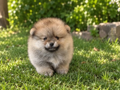 Les chiots de Spitz allemand