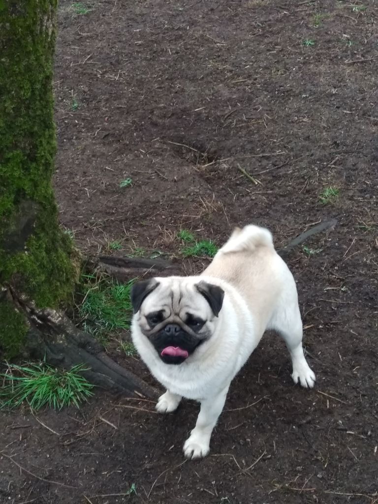 Piston Du Loop's Pug