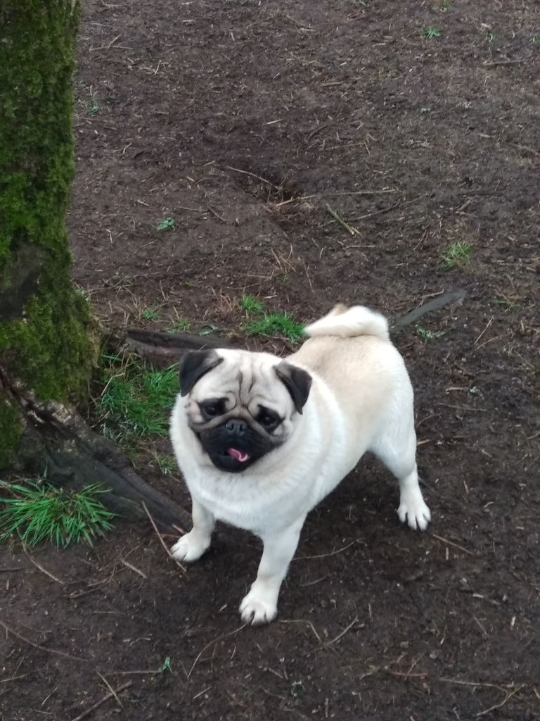 Piston Du Loop's Pug
