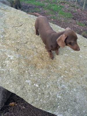 Étalon Teckel poil ras - Renard de teumesse de la croix du domaine du thuis