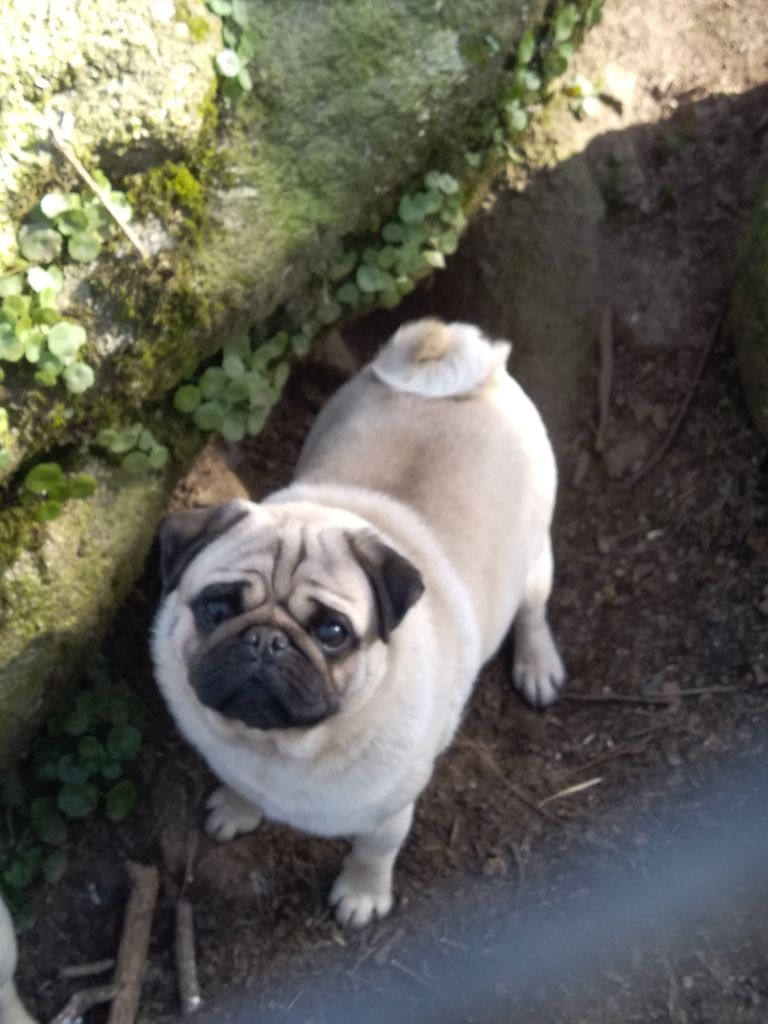 Piston Du Loop's Pug