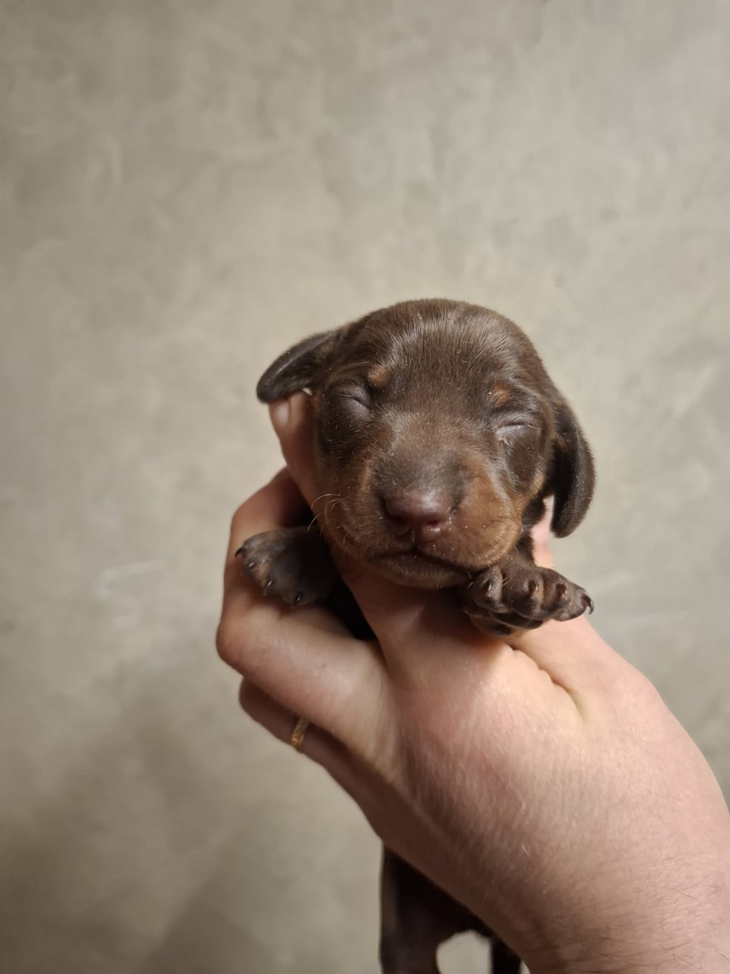 Chiot N°4 - Teckel poil ras