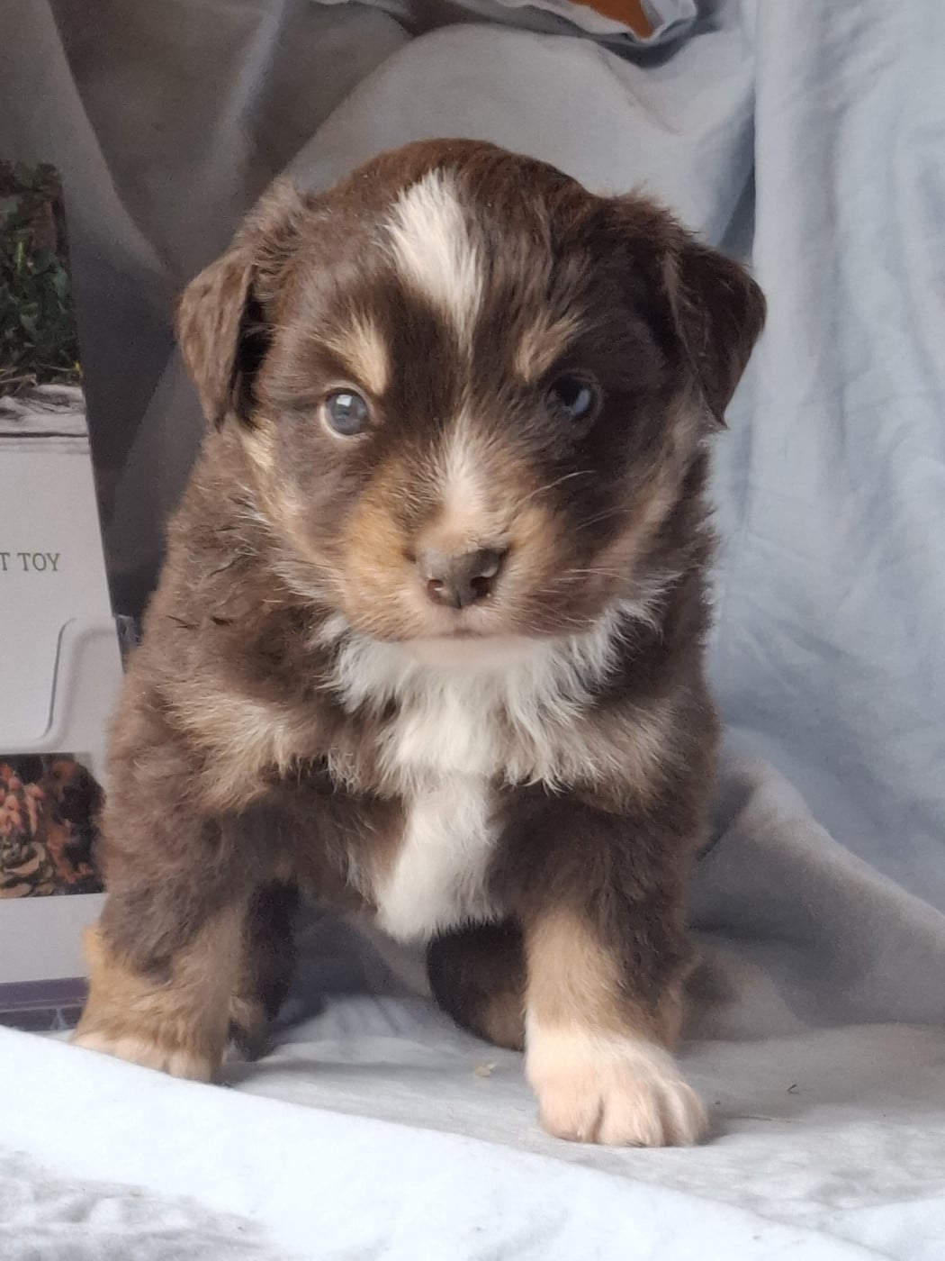 Chiot N°3 - Berger Américain Miniature 