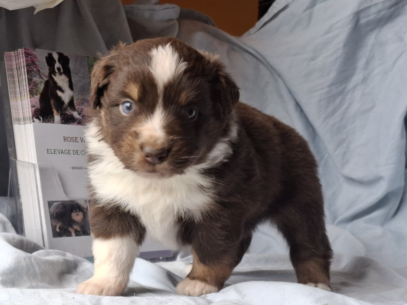 Chiot N°5 - Berger Américain Miniature 