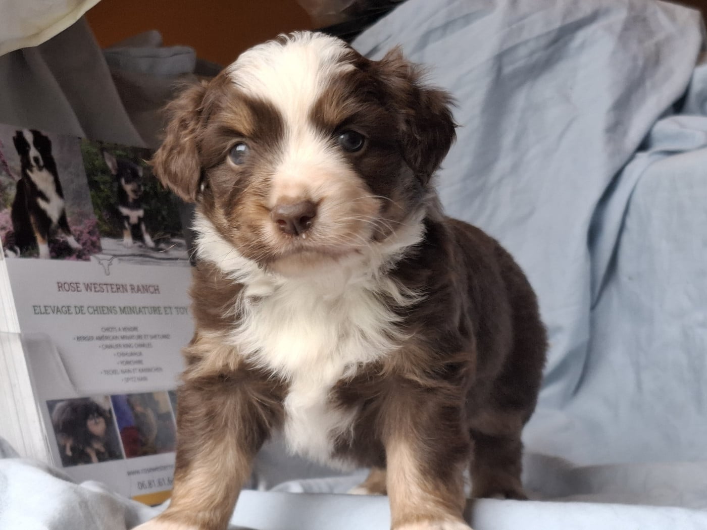 Chiot N°6 - Berger Américain Miniature 