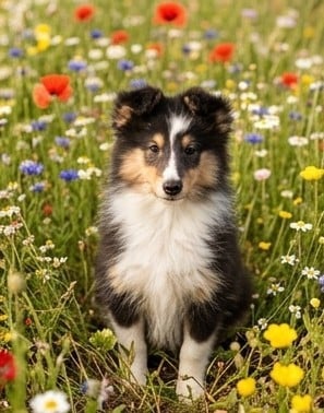 Chiot N°3
