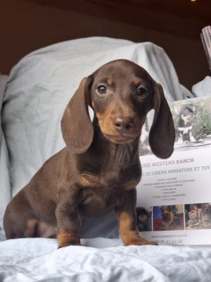 Les chiots de Teckel poil ras