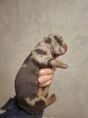 Chiot N°2 - Teckel poil ras