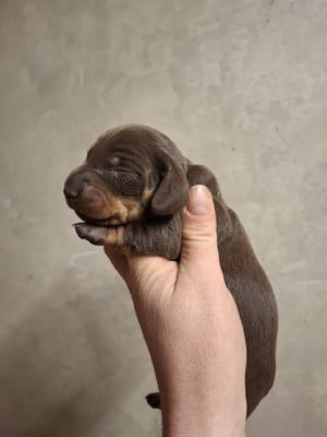 Chiot N°3 - Teckel poil ras