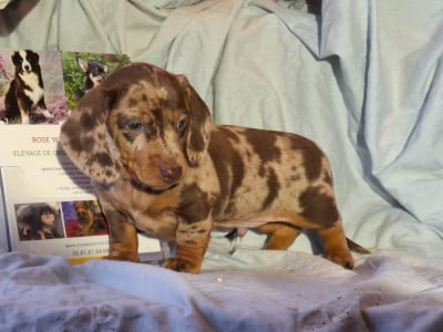 Les chiots de Teckel poil ras