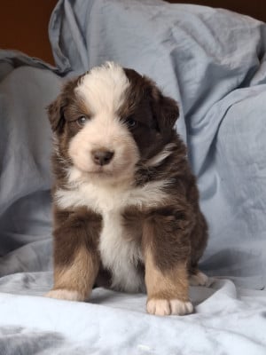 Chiot N°2 - Berger Américain Miniature 