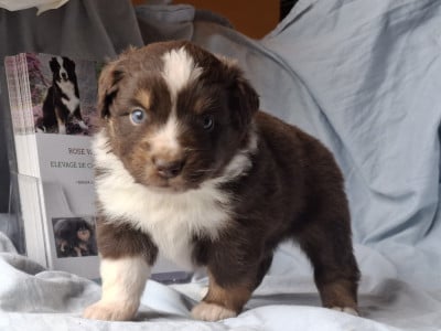 Chiot N°5 - Berger Américain Miniature 