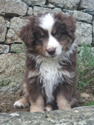 Les chiots de Berger Américain Miniature 