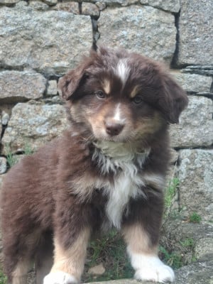 Les chiots de Berger Américain Miniature 