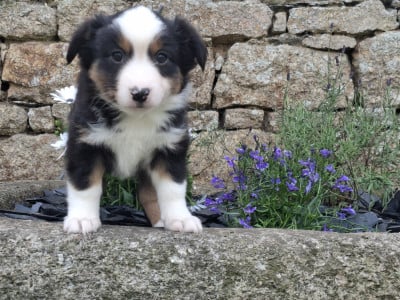 Les chiots de Berger Américain Miniature 