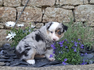 Les chiots de Berger Américain Miniature 