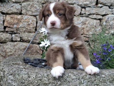 Les chiots de Berger Américain Miniature 