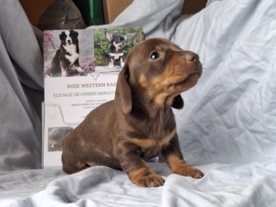 Les chiots de Teckel poil ras