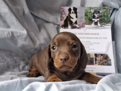 Les chiots de Teckel poil ras