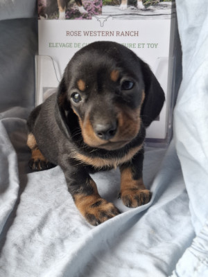 Les chiots de Teckel poil ras