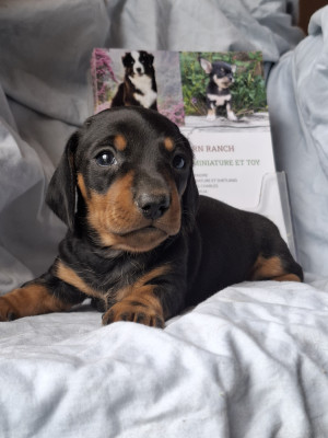 Les chiots de Teckel poil ras