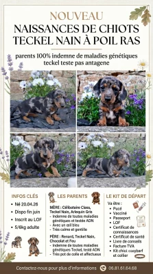 Les chiots de Teckel poil ras