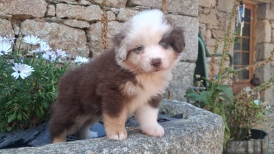 Les chiots de Berger Américain Miniature 